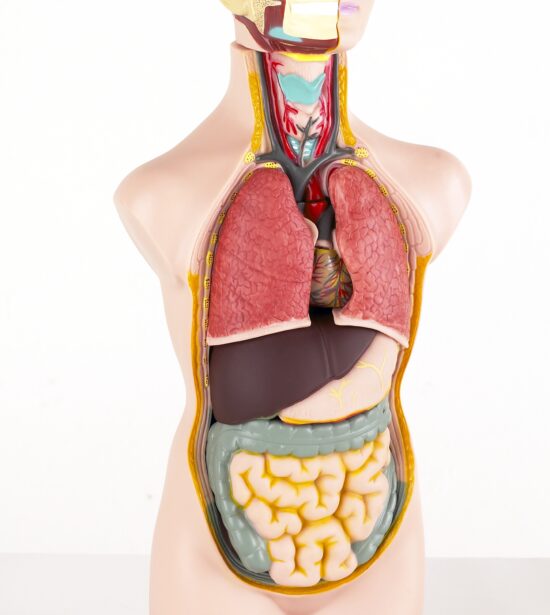 model anatomiczny człowieka