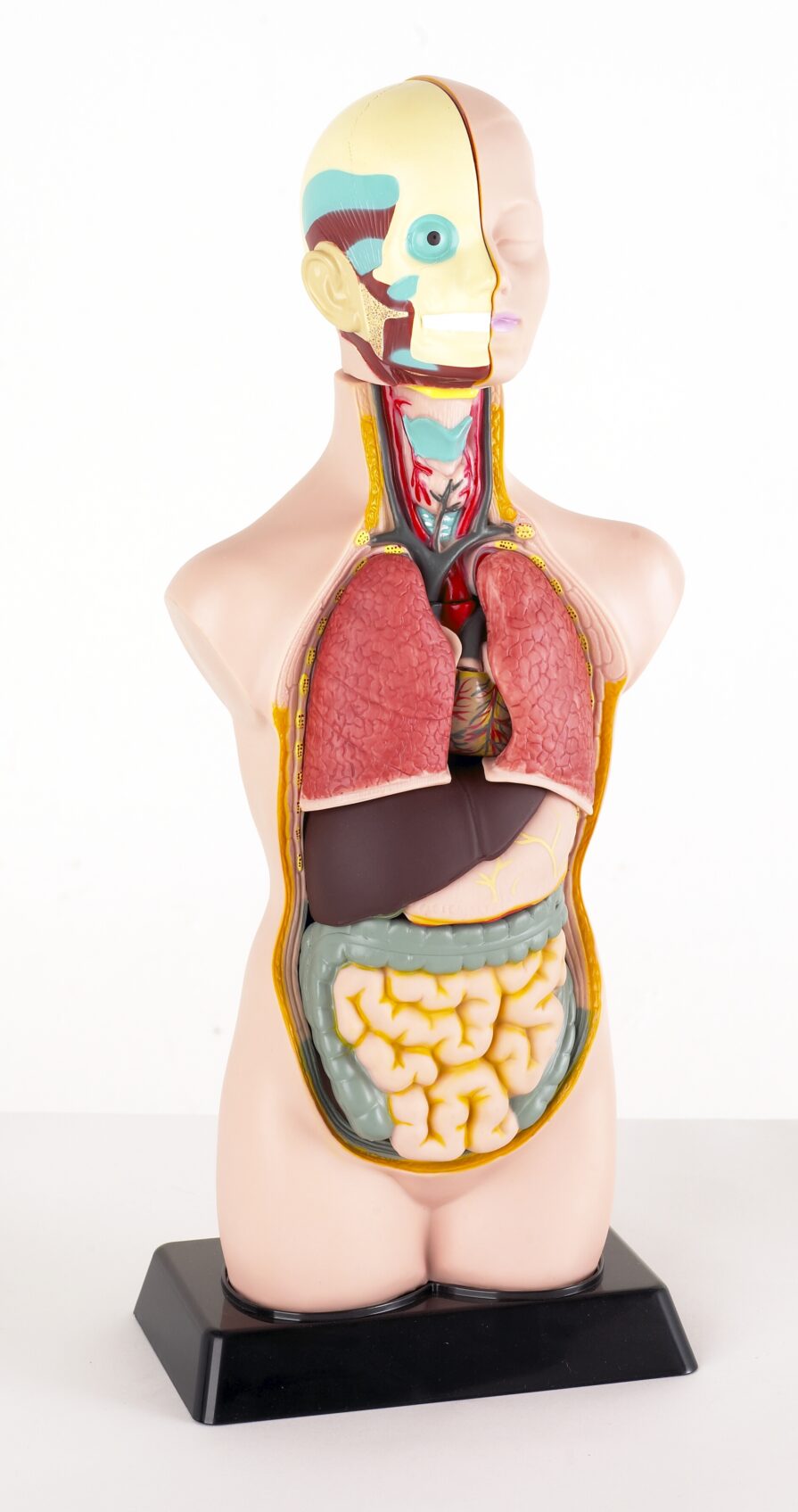 model anatomiczny człowieka
