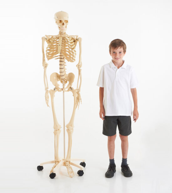 Szkielet człowieka