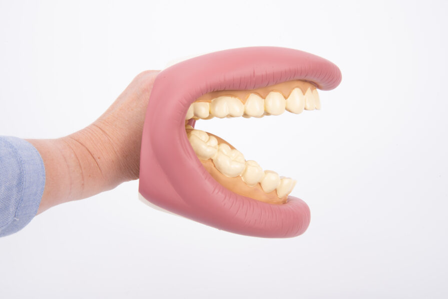 model jamy ustnej